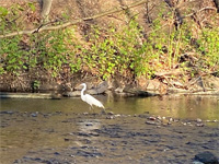 2020-04-28 - White Egret